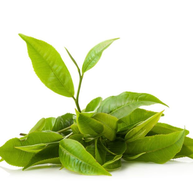 L-Theanine green tea